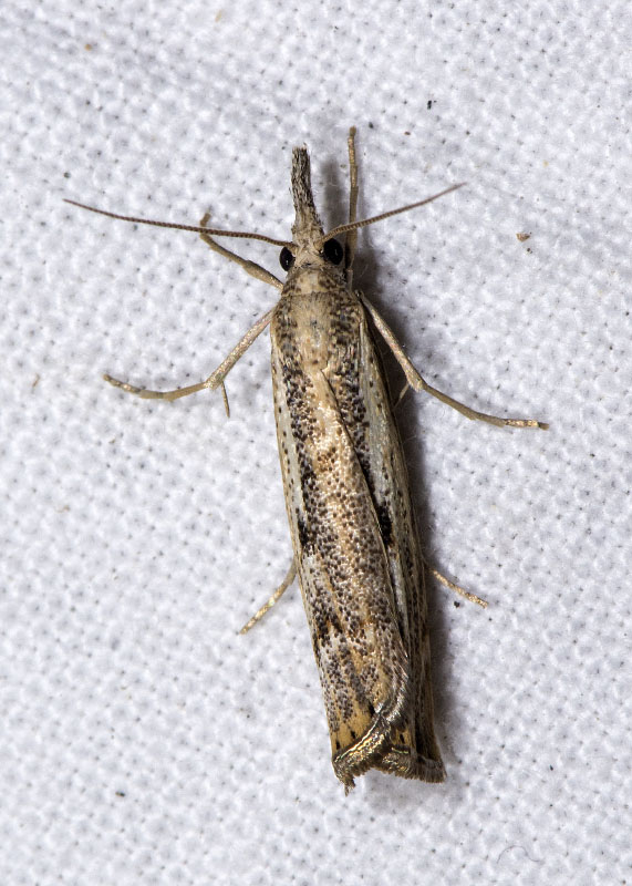 Crambidae: Agriphila geniculea